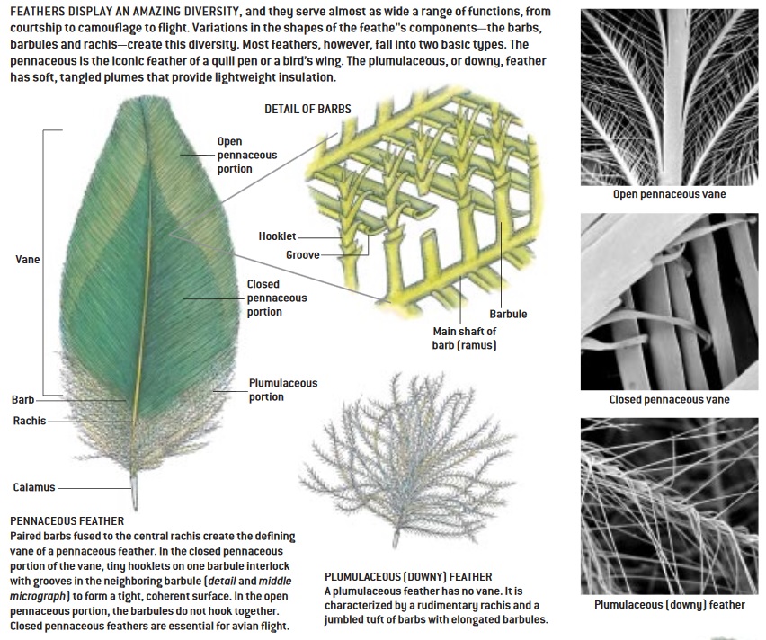Diagrrams of different types of feathers