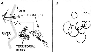 Maps showing movements of two floating and three territorieal Hermit Thrushes