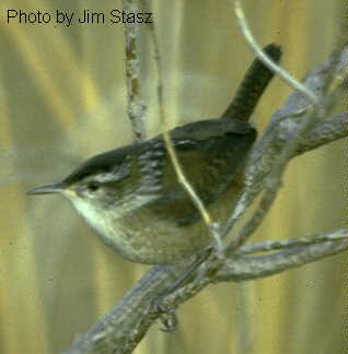 Photo of a Marsh Wren
