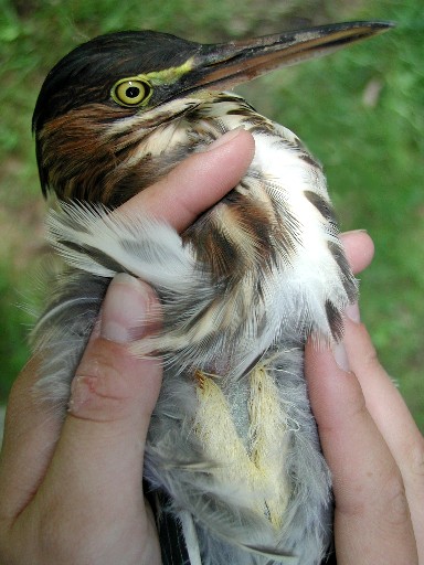 Photo of an America Bittern showing powder down feathers