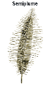 Drawing of a semiplume