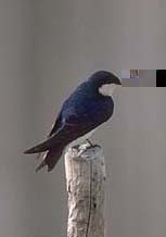 Photo of a Tree Swheight=218 width=153></td>

<td><font color=